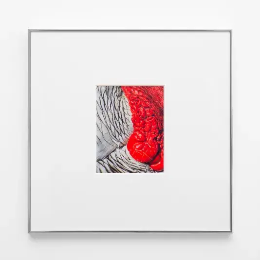 Archival print that appears to be white with black accent lines along the left vertical half and bright red intestine-like shapes on the right vertical half. The image is surrounded by a thick white matte and frame.