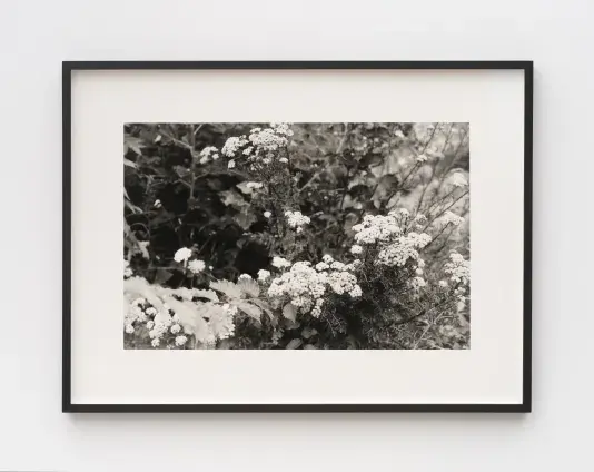 Black and white print inside of a black frame with a white matte. The photograph depicts up close view of white wild flowers and leaves of neighboring plants.