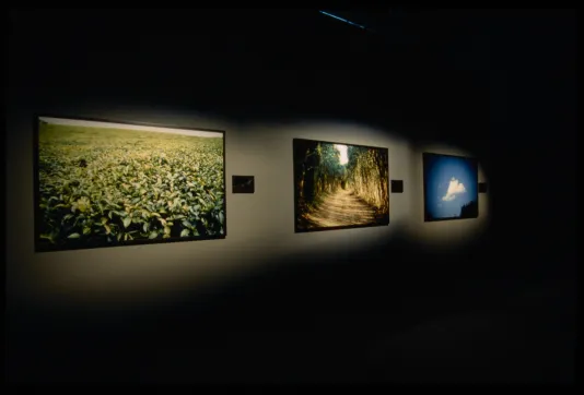 3 large color photographs, showing a green field, a path between trees, white cloud in blue sky, mounted on a gallery wall.