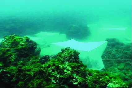 Underwater scene of the ocean floor covered in green algae and rocks in bright blue water